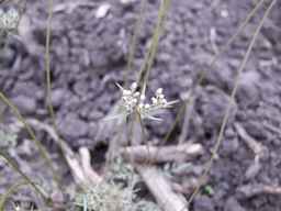 PI_652332_01ncai01_SD_PL_UM_2013-06-21_01.jpg
