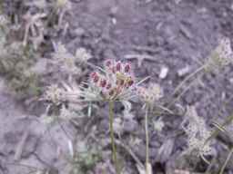PI_652332_01ncai01_SD_PL_UM_2013-06-21_02.jpg