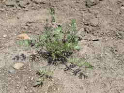 PI_652332_01ncai01_SD_PL_XX_2011-07-06_02.jpg