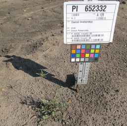 PI_652332_01ncai01_SD_PL_XX_2011-07-13_01.jpg