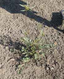 PI_652332_01ncai01_SD_PL_XX_2011-07-13_02.jpg