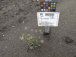 PI_652332_01ncai01_SD_PL_XX_2011-07-22_01.jpg