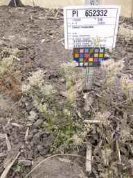 PI_652332_01ncai01_SD_PL_XX_2013-06-21_01.jpg