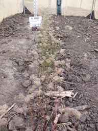 PI_652332_01ncai01_SD_PL_XX_2013-06-21_02.jpg