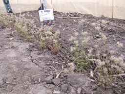 PI_652332_01ncai01_SD_PL_XX_2013-06-21_03.jpg