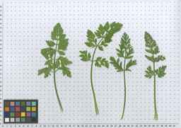 PI_652335_99ncao01_SD_PL_LV_2011-06-03_03.jpg
