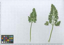 PI_652335_99ncao01_SD_PL_LV_2011-06-03_04.jpg