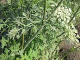 PI_652335_99ncao01_SD_PL_LV_2011-06-24_03.jpg