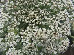 PI_652335_99ncao01_SD_PL_UM_2011-06-16_02.jpg