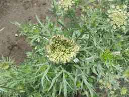 PI_652335_99ncao01_SD_PL_UM_2011-06-16_03.jpg