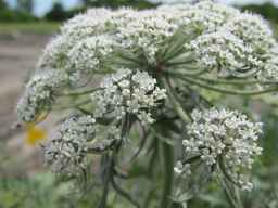 PI_652335_99ncao01_SD_PL_UM_2011-06-16_04.jpg