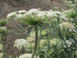 PI_652335_99ncao01_SD_PL_UM_2011-06-24_02.jpg