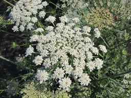 PI_652335_99ncao01_SD_PL_UM_2011-06-24_03.jpg