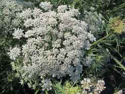 PI_652335_99ncao01_SD_PL_UM_2011-06-24_04.jpg