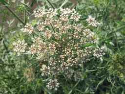 PI_652335_99ncao01_SD_PL_UM_2011-06-24_06.jpg