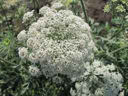 PI_652335_99ncao01_SD_PL_UM_2011-06-24_08.jpg