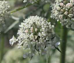 PI_652335_99ncao01_SD_PL_UM_2011-06-24_09.jpg