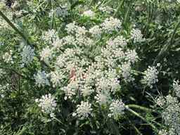 PI_652335_99ncao01_SD_PL_UM_2011-06-24_11.jpg