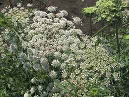 PI_652335_99ncao01_SD_PL_UM_2011-06-24_12.jpg