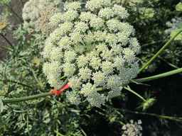 PI_652335_99ncao01_SD_PL_UM_2011-06-24_13.jpg