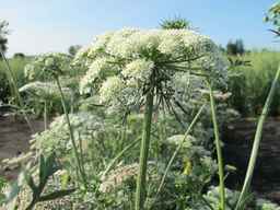 PI_652335_99ncao01_SD_PL_UM_2011-06-24_14.jpg