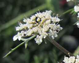 PI_652335_99ncao01_SD_PL_UM_2011-06-24_15.jpg