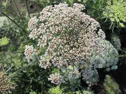 PI_652335_99ncao01_SD_PL_UM_2011-06-24_16.jpg