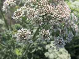 PI_652335_99ncao01_SD_PL_UM_2011-06-24_17.jpg