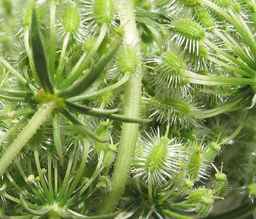 PI_652335_99ncao01_SD_PL_UM_2011-07-13_03.jpg