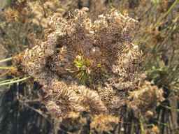 PI_652335_99ncao01_SD_PL_UM_2011-08-09_01.jpg