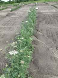 PI_652335_99ncao01_SD_PL_XX_2011-06-16_01.jpg