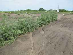 PI_652335_99ncao01_SD_PL_XX_2011-06-16_02.jpg