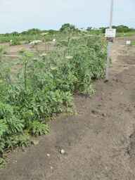 PI_652335_99ncao01_SD_PL_XX_2011-06-16_03.jpg