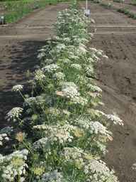 PI_652335_99ncao01_SD_PL_XX_2011-06-24_02.jpg