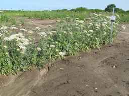 PI_652335_99ncao01_SD_PL_XX_2011-06-24_03.jpg