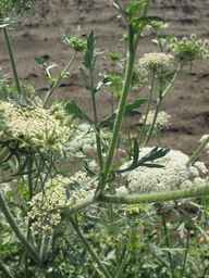 PI_652335_99ncao01_SD_PL_XX_2011-06-24_19.jpg