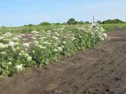 PI_652335_99ncao01_SD_PL_XX_2011-06-24_23.jpg
