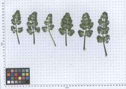 PI_652340_03ncai01_SD_PL_LV_2013-05-29_01.jpg