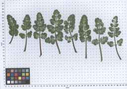 PI_652340_03ncai01_SD_PL_LV_2013-05-29_02.jpg