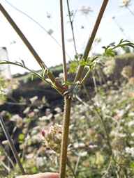 PI_652340_03ncai01_SD_PL_LV_2013-08-02_01.jpg