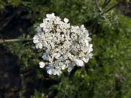 PI_652340_03ncai01_SD_PL_UM_2013-07-02_01.jpg