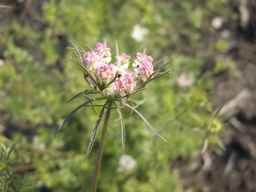 PI_652340_03ncai01_SD_PL_UM_2013-07-02_02.jpg