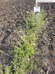 PI_652340_03ncai01_SD_PL_XX_2013-07-02_01.jpg