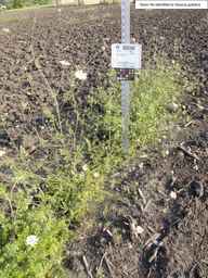 PI_652340_03ncai01_SD_PL_XX_2013-07-02_02.jpg