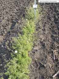 PI_652340_03ncai01_SD_PL_XX_2013-07-02_03.jpg