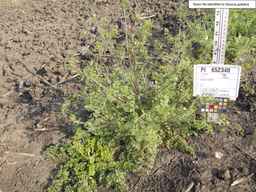 PI_652340_03ncai01_SD_PL_XX_2013-07-02_04.jpg