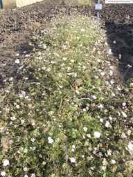 PI_652340_03ncai01_SD_PL_XX_2013-08-02_01.jpg