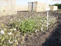 PI_652340_03ncai01_SD_PL_XX_2013-08-02_02.jpg