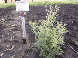 PI_652343_02ncai01_SD_PL_XX_2013-06-26_01.jpg