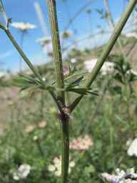 PI_652343_99ncao01_SD_PL_LV_2011-07-13_02.jpg